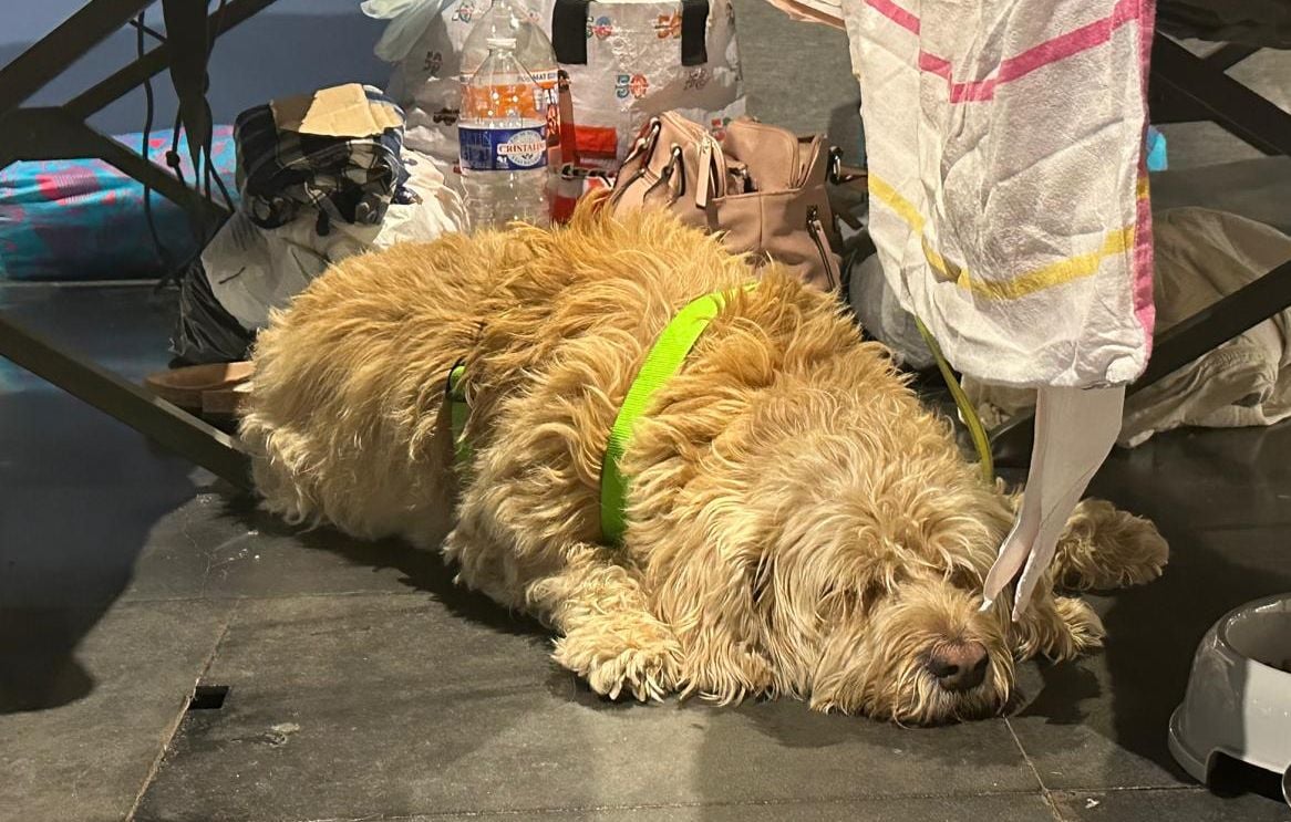 “No podría irme sin ella”… Entre los refugiados en Burdeos, también hay animales “No podría irme sin ella”… Entre los refugiados en Burdeos, también hay animales